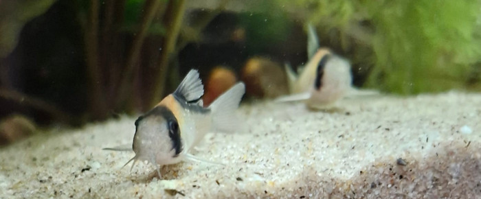aquarium Proxima 325 , de Catalpa