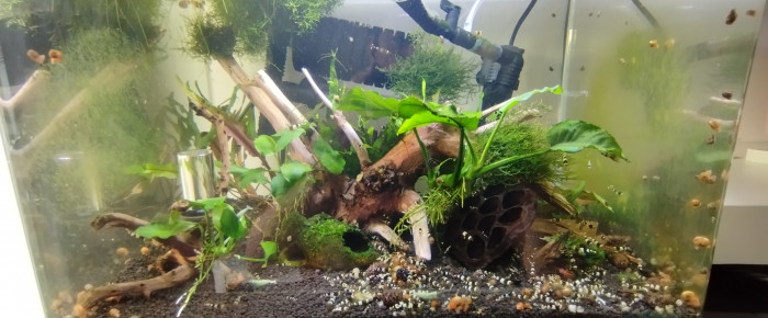 aquarium Scapers 35L Dennerle , de Olivier1977