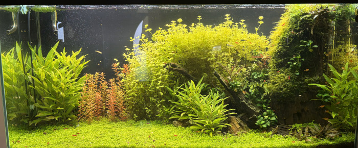 aquarium 250 litres , de Tristan70290