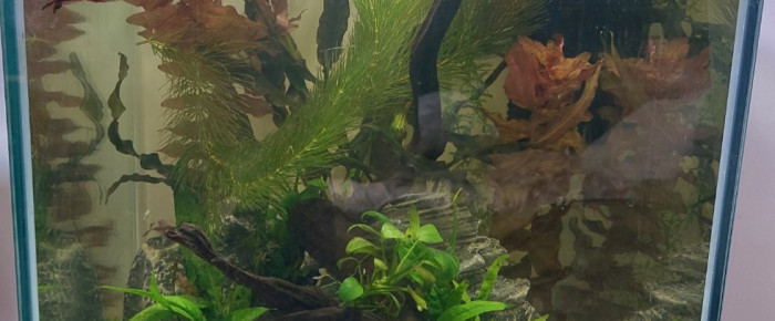 aquarium 40l Betta Plakat Akuma , de Anthemis080