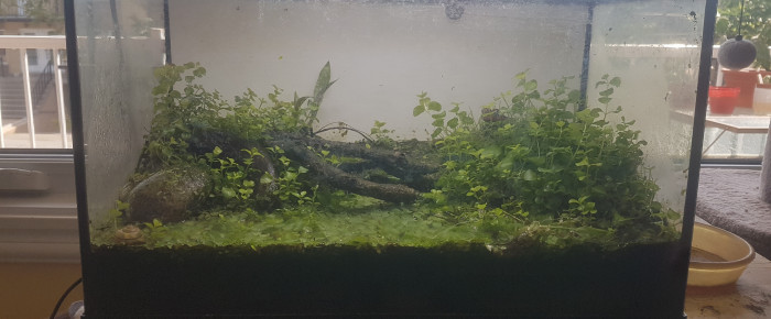 aquarium 20L reconverti , de LiquidPaper2008