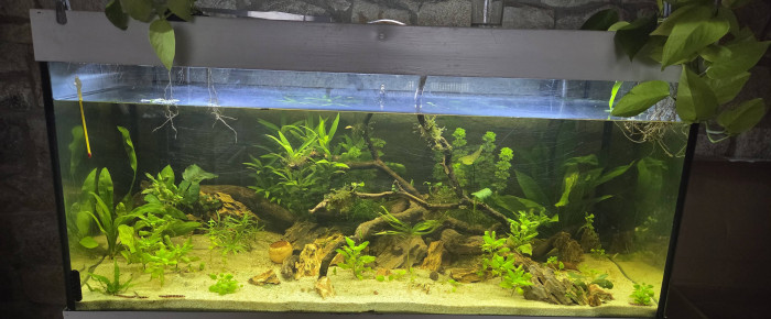 aquarium Bac Asiatique 300L , de Dwinell