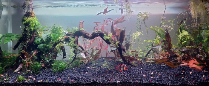 aquarium Propriété de l abonné 160l , de ArtemusKlegg