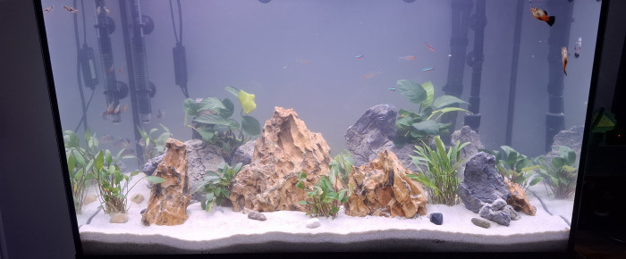 aquarium Mon aquarium , de Guiguidu57