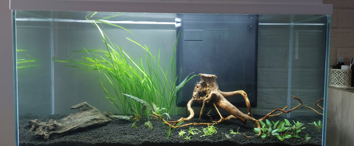 aquarium Communautaire 80 litres , de Treangiek