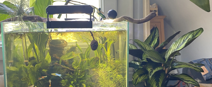 aquarium 30l biotope asiatique , de colline_lecanu