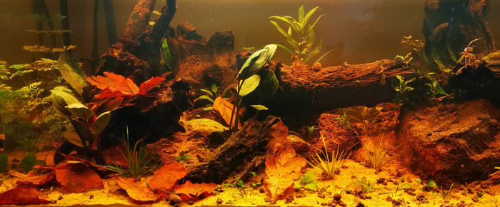 aquarium Betta mahachaensis , de Terkalis