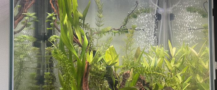 aquarium Aqua colonne 50 170 l 150 , de Amphitrion