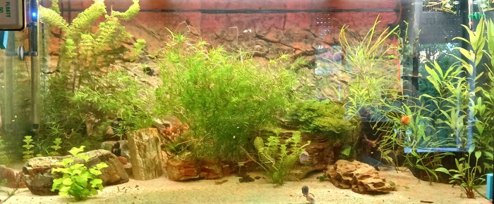 aquarium Juwel Rio 350 , de Pataugeur