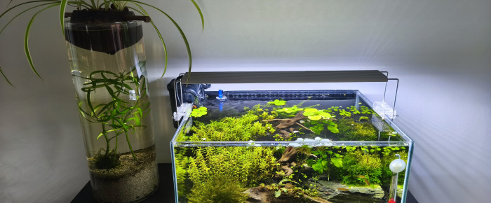 aquarium Red cherry , de Jojo63