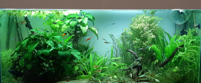 aquarium Communautaire I , de Anubiadamidum