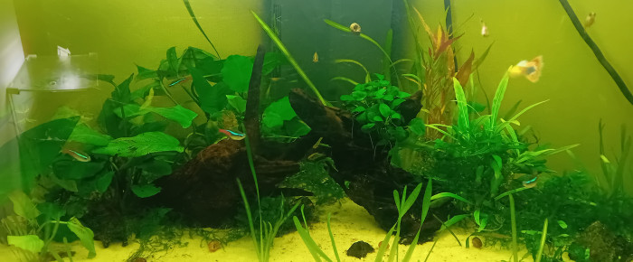 aquarium Aqua190 , de Lalisa_2