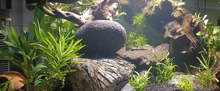 aquarium Biotope asiatique , de Bbrouget