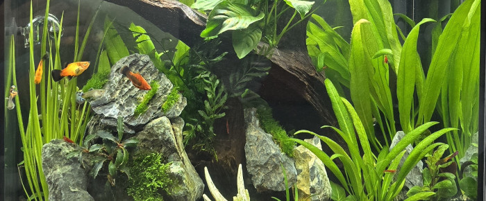 aquarium Varedra , de Stephane83