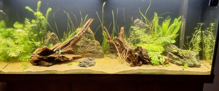 aquarium 240L communautaire , de MarieJouc