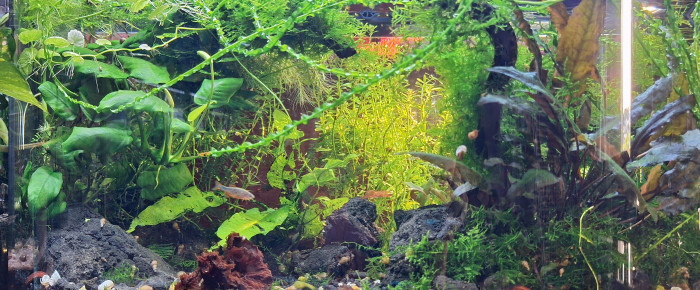 aquarium Gribites , de ArtemusKlegg