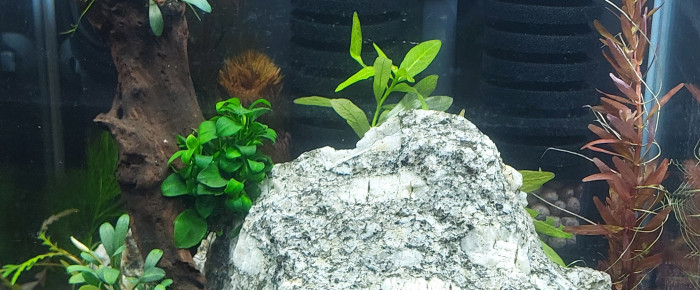 aquarium Bac caridina , de aqua1230
