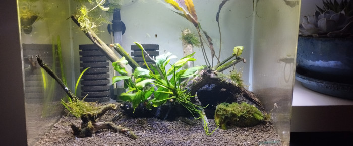 aquarium Scapers 35L Dennerle , de Olivier1977