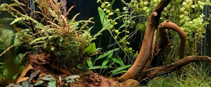 aquarium Bac à crevettes 45 l , de Cyrill3_35