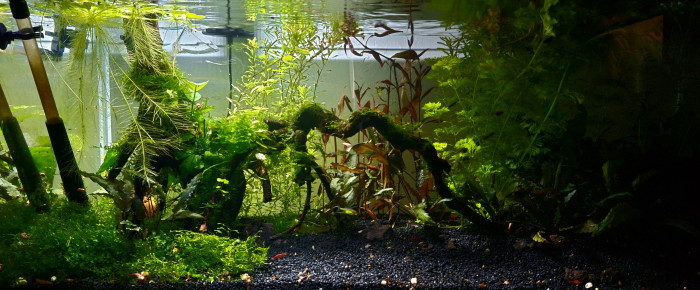 aquarium Propriété de l abonné 160l , de ArtemusKlegg