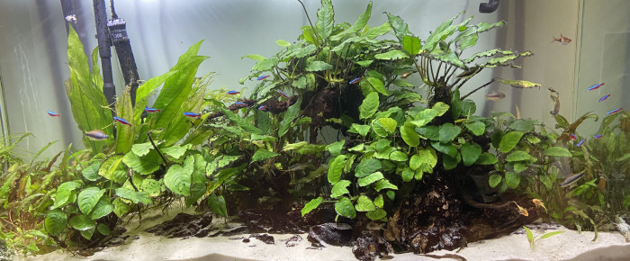 aquarium Aquarium 400L , de mathskifun