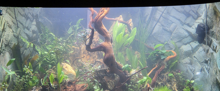 aquarium trigon  350 , de bastien62000