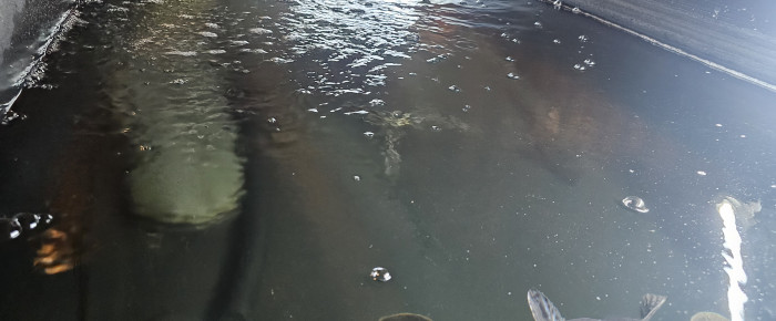aquarium bac prédateurs de l amazone , de Max79