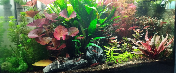 aquarium Aquarium aquatlantis 180 litres , de Olivier1977