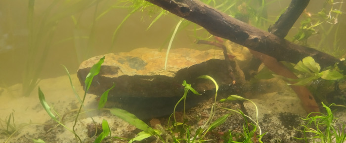 aquarium Lowtec essai , de lolo95