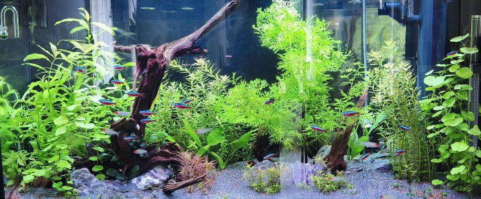 aquarium Juwel Vision 180 , de Cam89