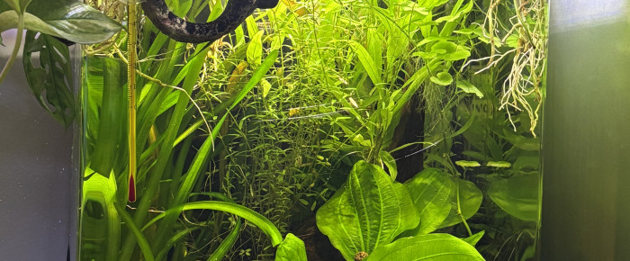 aquarium Nano cube Dennerle 30 Bernard , de MamZ-L94