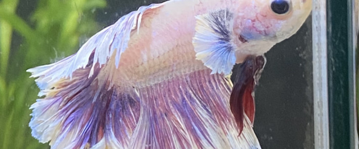 aquarium Betta , de Jaderlh96