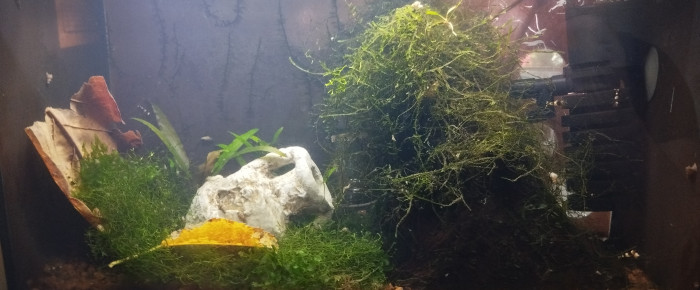 aquarium Aquarium aquatlantis 20 litres SP Caridina , de Olivier1977