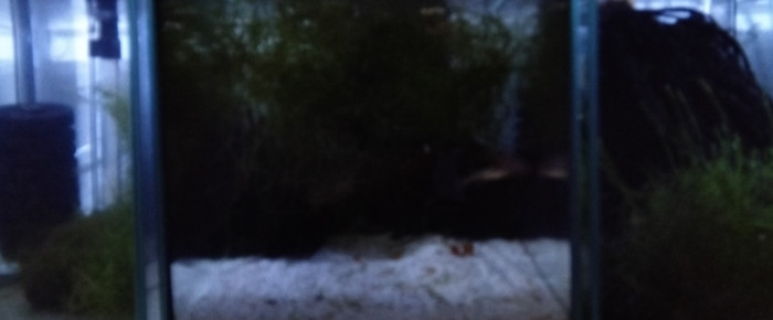 aquarium 342 01 Couple Fundulopanchax gardneri Nsukka 93-20 , de Killi26