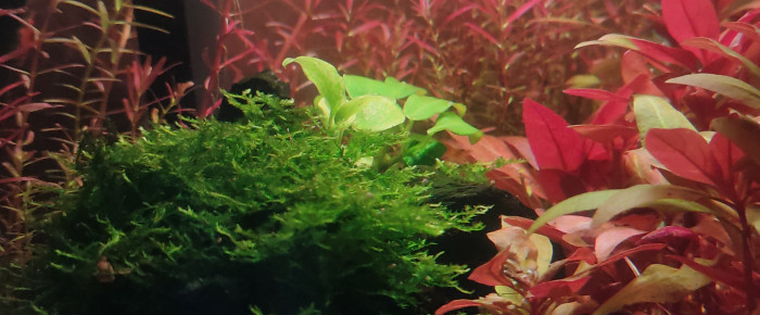 aquarium Le cube , de PtiteNoli