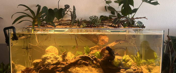 aquarium Bac 540l Amazonie , de ThomasTZ1