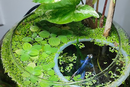 aquarium La boule , de PtiteNoli