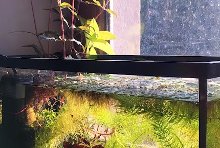aquarium Bac à alevins medaka , de PtiteNoli
