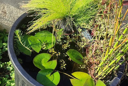 aquarium Poubellariums , de PtiteNoli