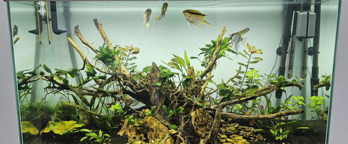 aquarium 200L Amazonien , de Jordix7