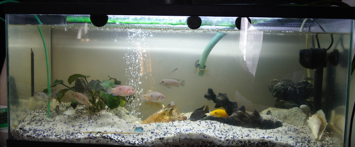 aquarium Le pensionnat , de Frederic_Poisson