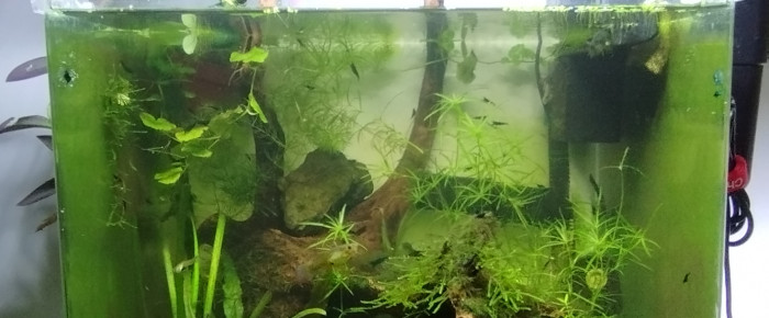 aquarium Aquarium de 62 litres bords arrondis , de Olivier1977