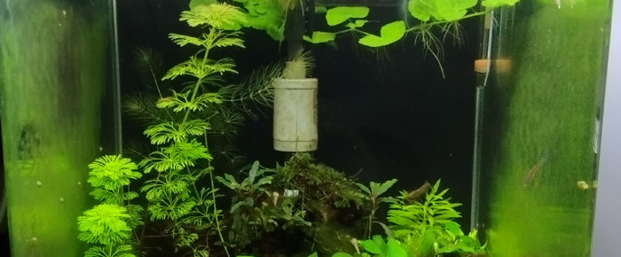 aquarium Dennerle 30 litres , de Olivier1977