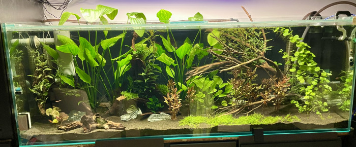 aquarium Amazonien , de Scylla_59