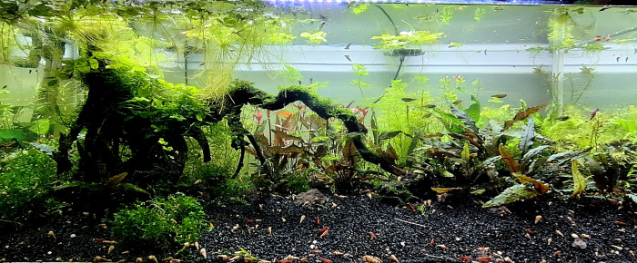 aquarium Propriété de l abonné 160l , de ArtemusKlegg