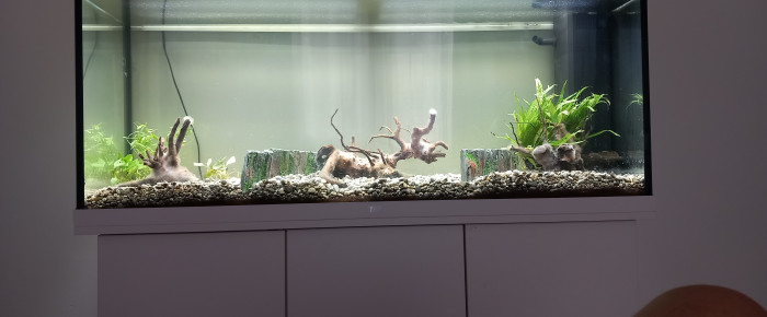 aquarium bac asie du sud est  240 litres , de mikey