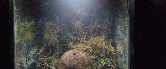 aquarium 242 Cyclage , de Killi26