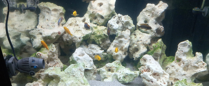 aquarium biotope lac malawi    200 litres , de mikey
