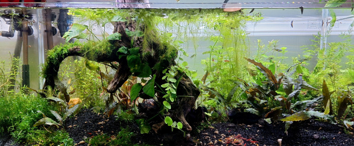 aquarium Propriété de l abonné 160l , de ArtemusKlegg