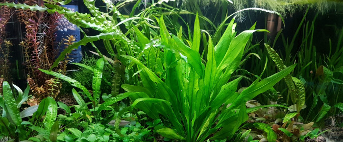 aquarium BAC160 , de NEGUS69